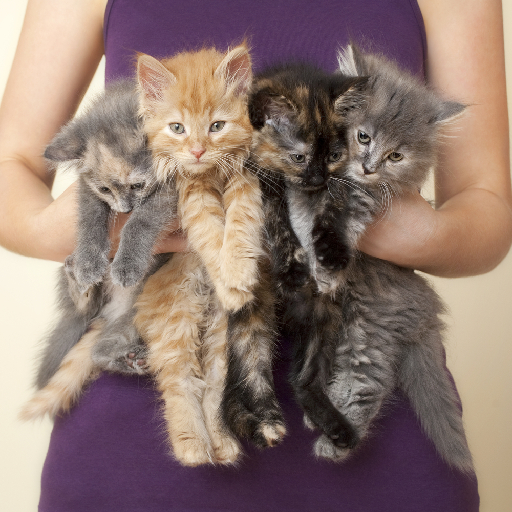 National Kitten Day is July 10! Here’s Where To Get a Furry Friend