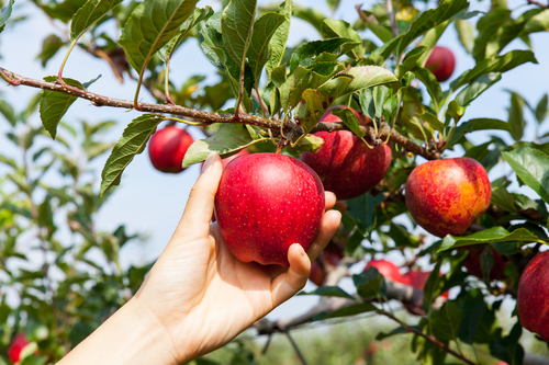 Apple Picking Will Get You In the Autumn Spirit At These Orchards An Hour From Your Sagamore Apartment