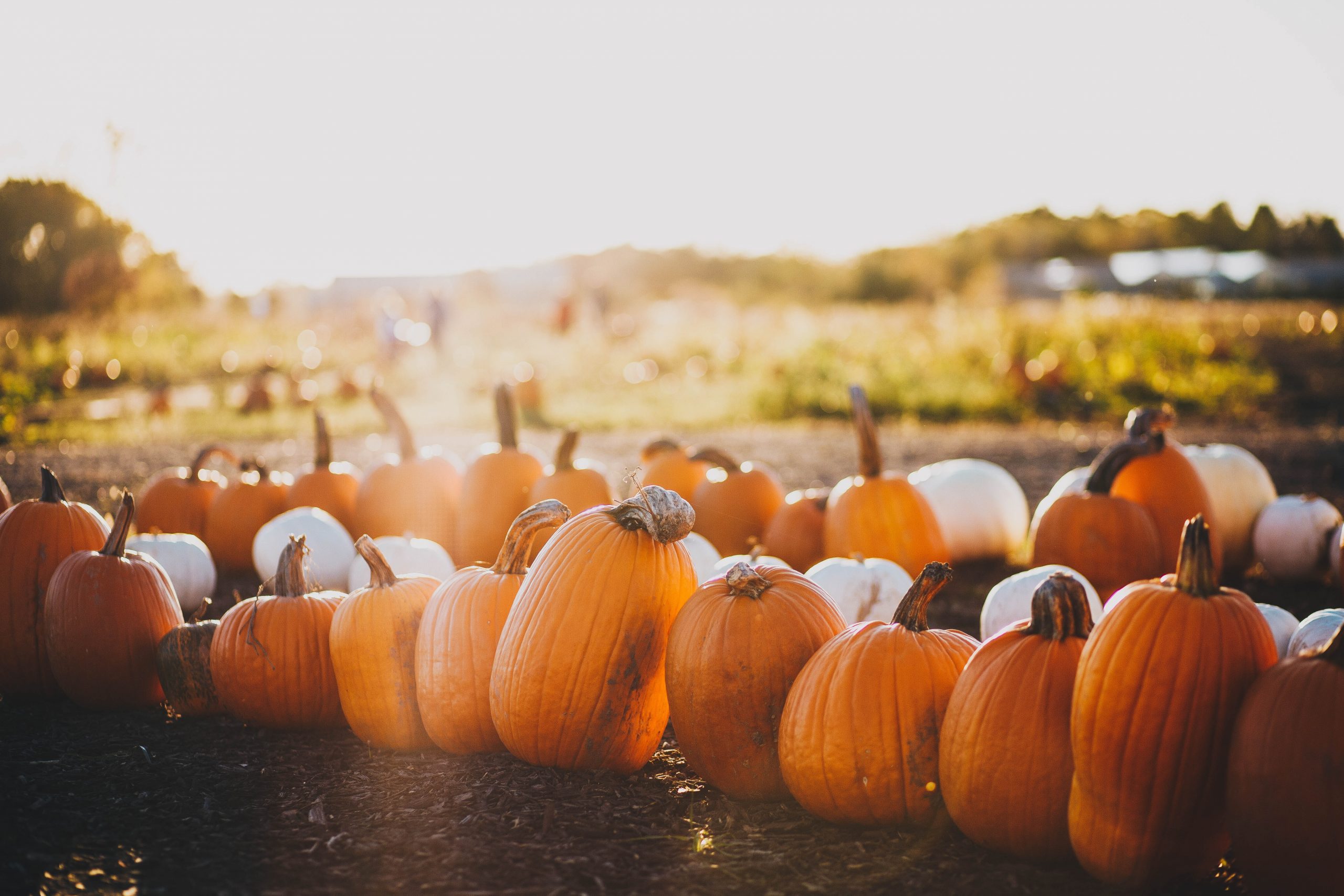 Explore NYC Pumpkin Patches 1 Hour Away From The Sagamore, Upper West Side