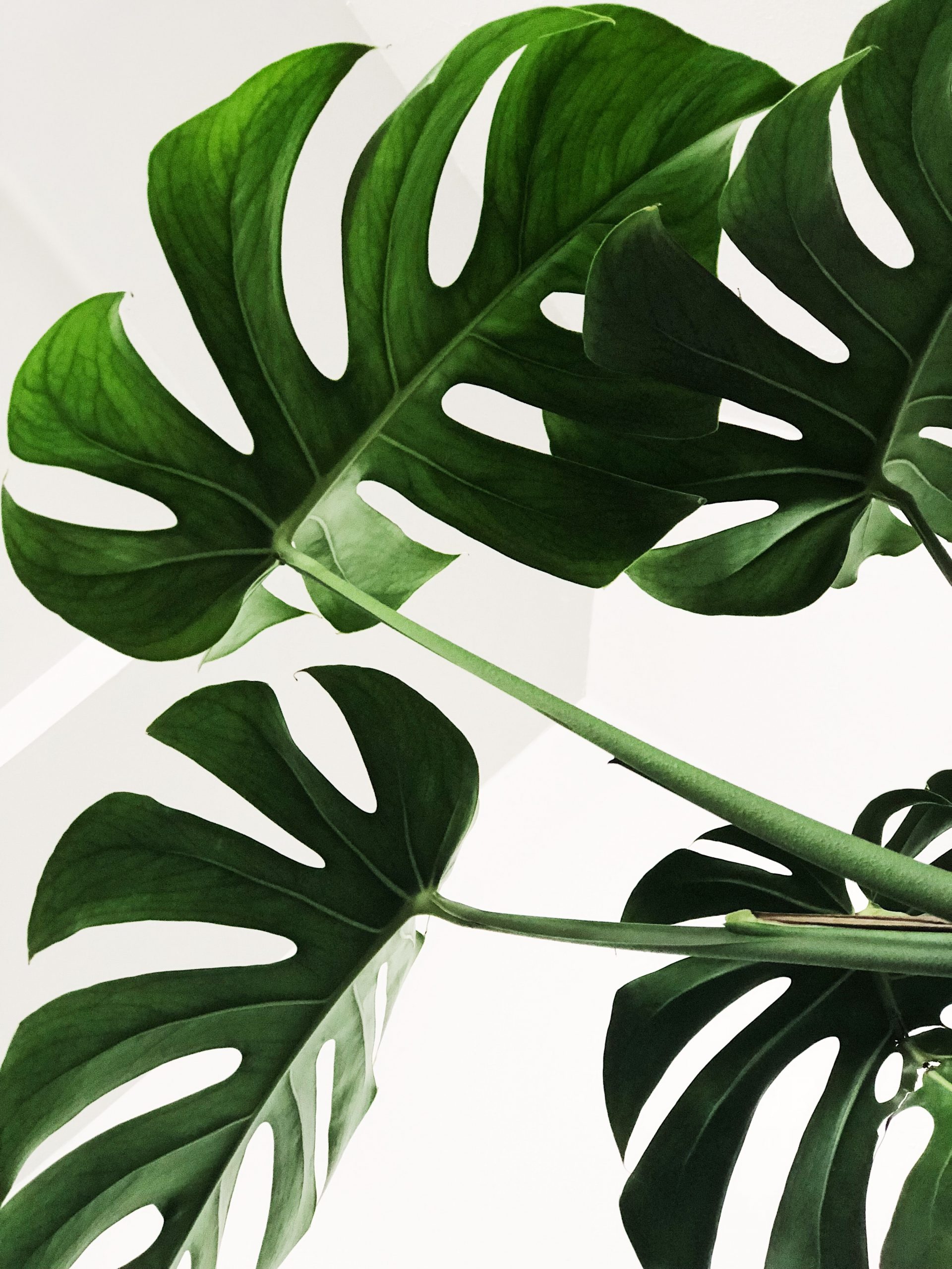 PlantShed, City Blossoms and More Flower Shops on the Upper West Side