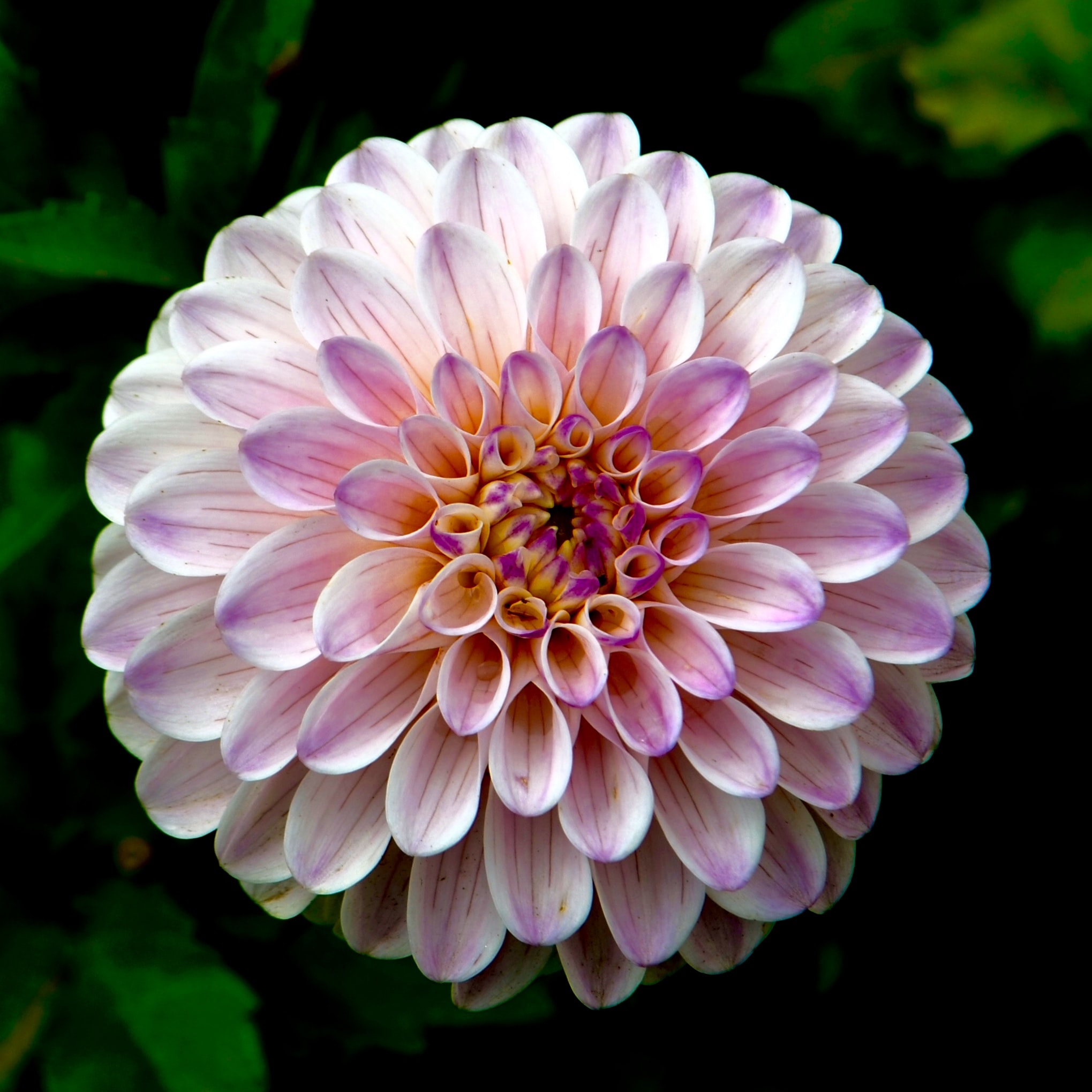 Discover NYC’s Botanical Gardens Within 30 Minutes of The Sagamore