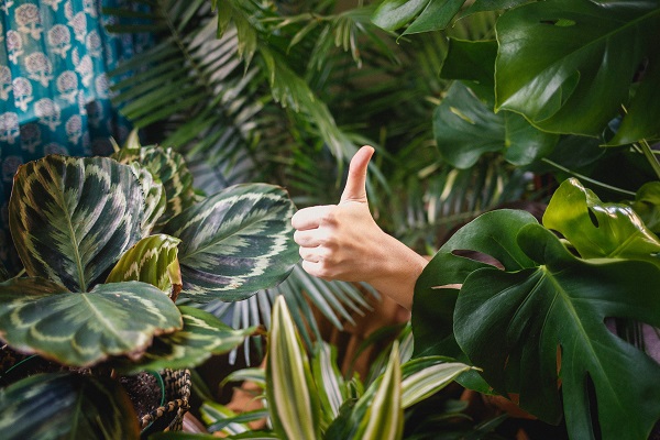 Apartment Gardening: Growing Your Green Thumb Indoors at The Sagamore