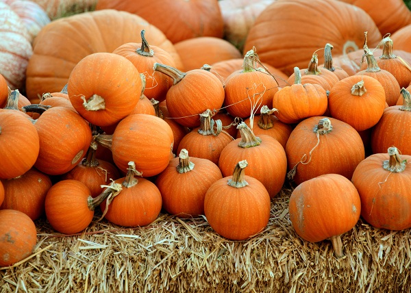 Pick Your Perfect Pumpkins At These UWS Farmers Markets